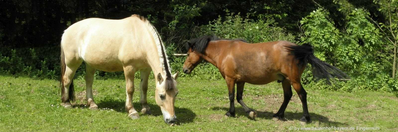 Kinderbauernhof in Bayern mit Ponyreiten